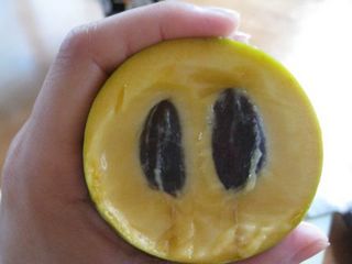 ポポー食べ方5.JPG