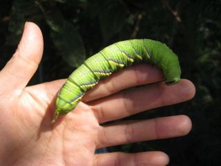四角豆の虫.JPG
