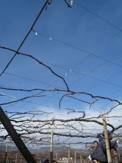 IMG_0944.JPG