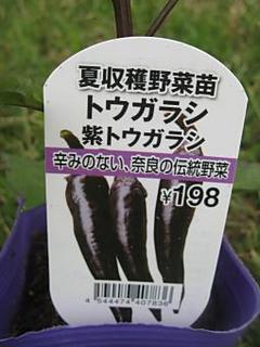 IMG_2407-resize.jpg