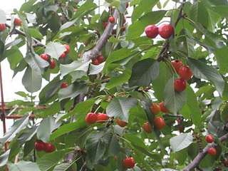 IMG_2522-resize.jpg